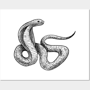 Snake Cobra Hand Drawn Posters and Art